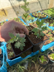Хризантема Рибонет, Резидент, Блю Дрим, 3 шт